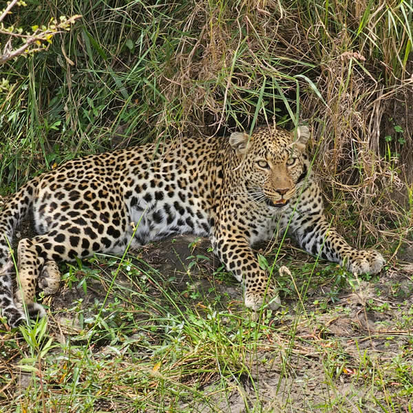 One Day Safaris