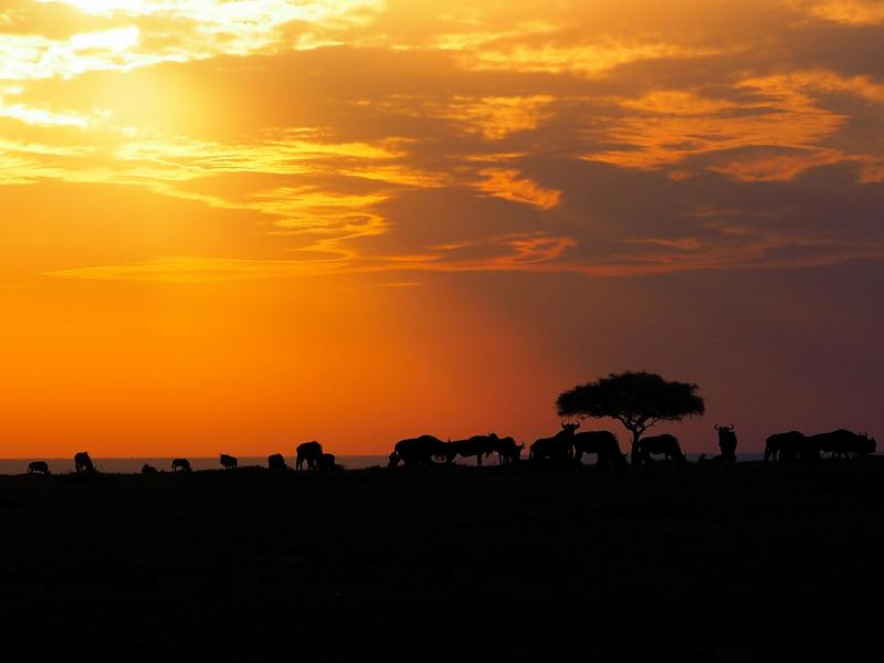Discover Kenya: The 2025 Guide to 5 Unforgettable Safari Destinations