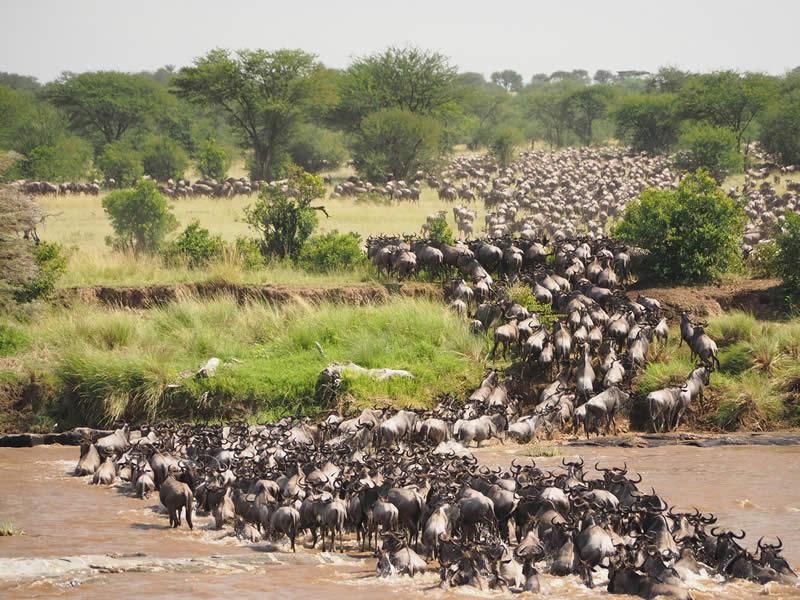 The great migration of Wildebeest in Masai Mara National reserve  Kenya and Serengeti National Park Tanzania