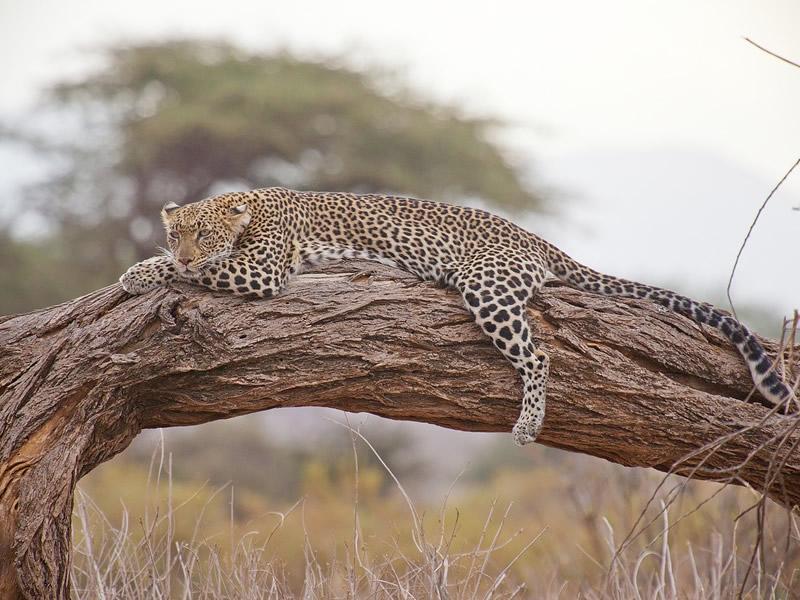 Tsavo West National Park