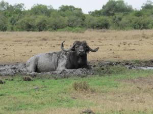 A buffalo on a hot, ...