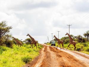 Game drives on the v...