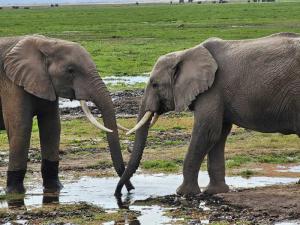 Elephants at the Amb...