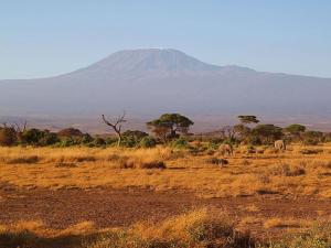 The majestic Mount K...