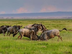 A herd of wildbeest ...