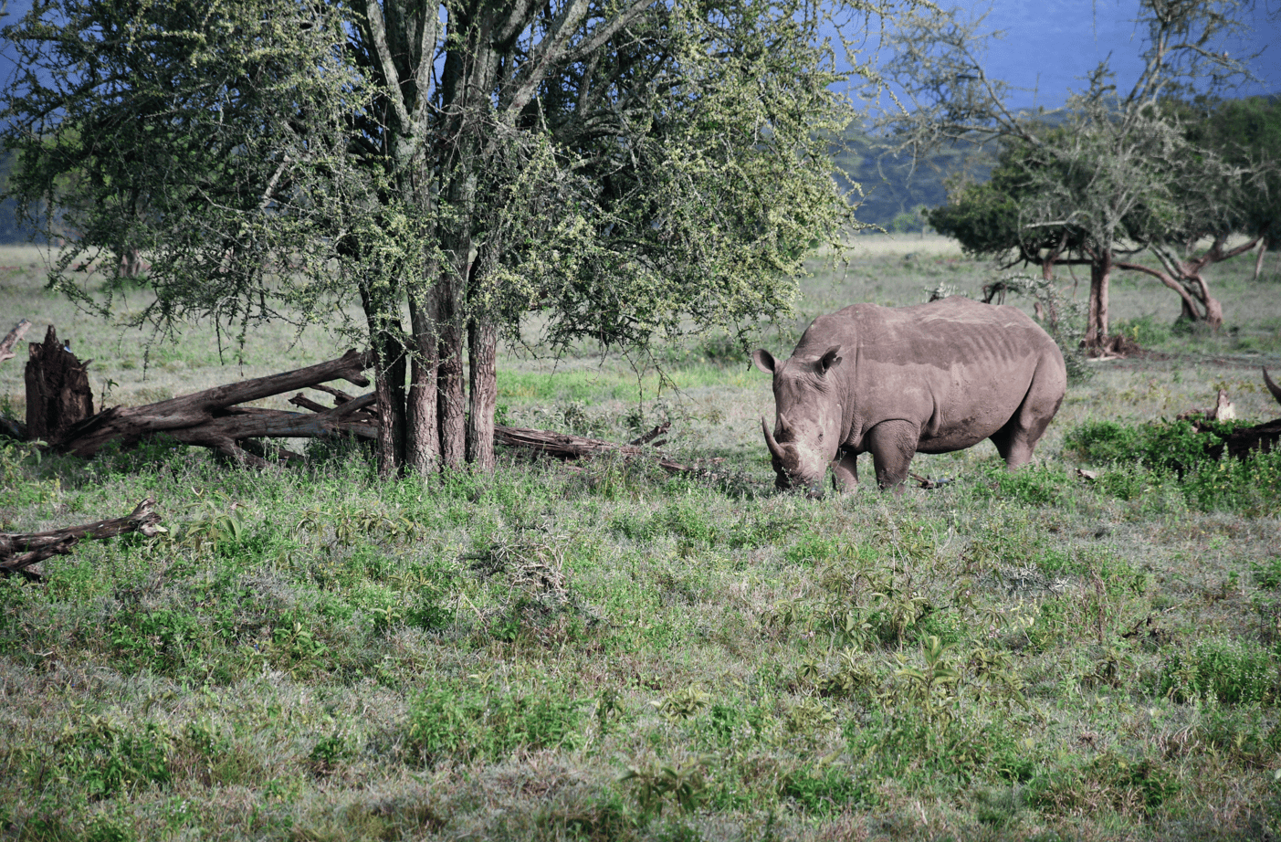 Rhino at lake Nakuru National Reserve 