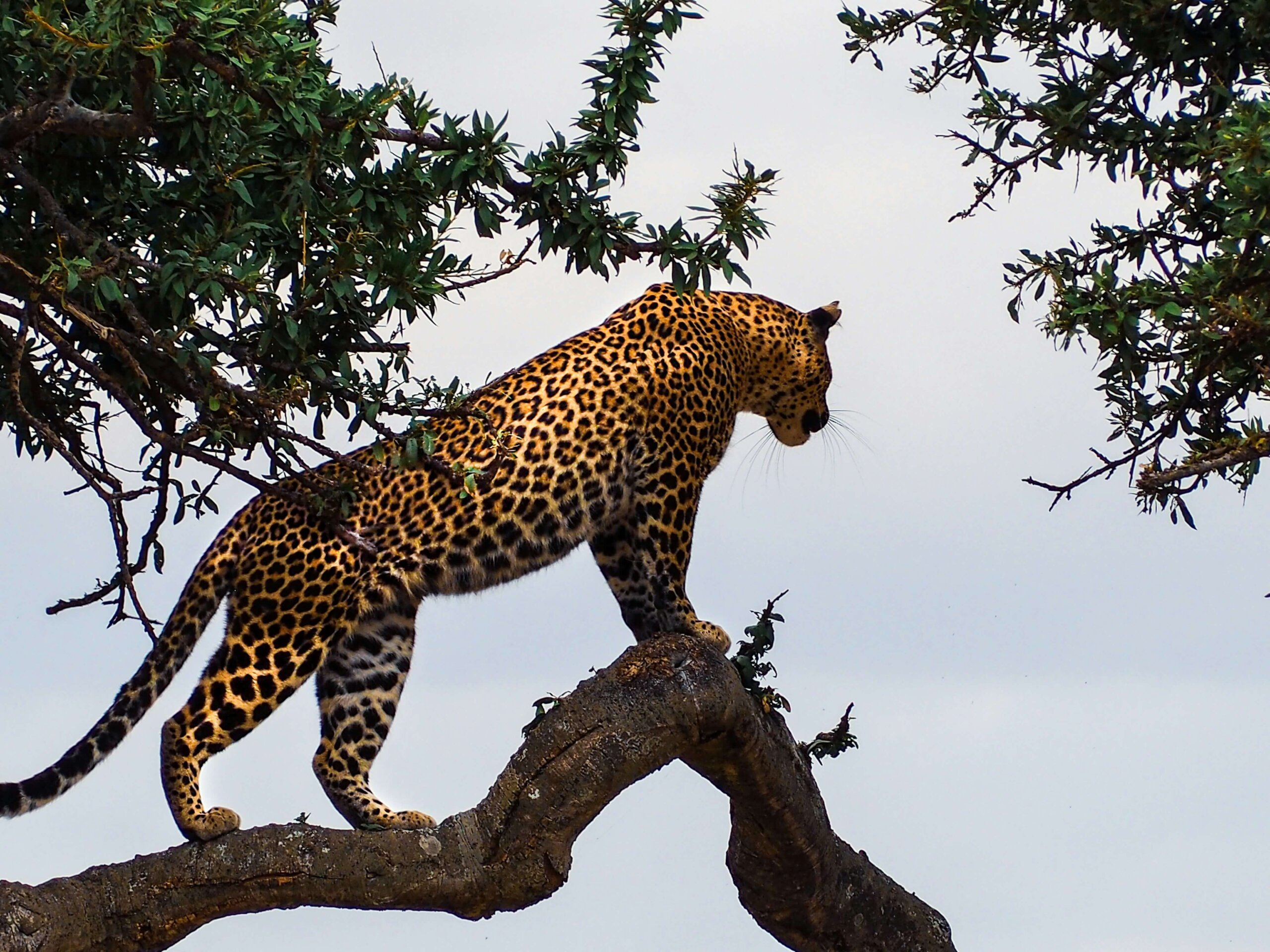 Close-up of a African leopard in a tree, Masai Mara kenya budget Big 5 safari