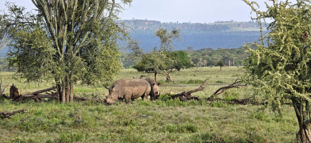 rhinos In Lake Nakuru National Park