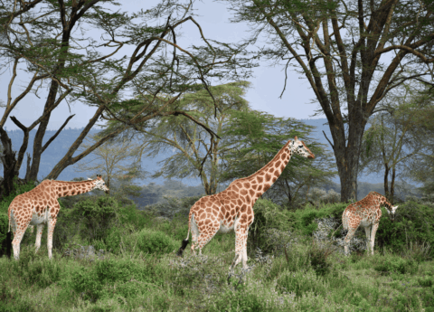 Mid-range safari at lake Nakuru with cross wild safaris