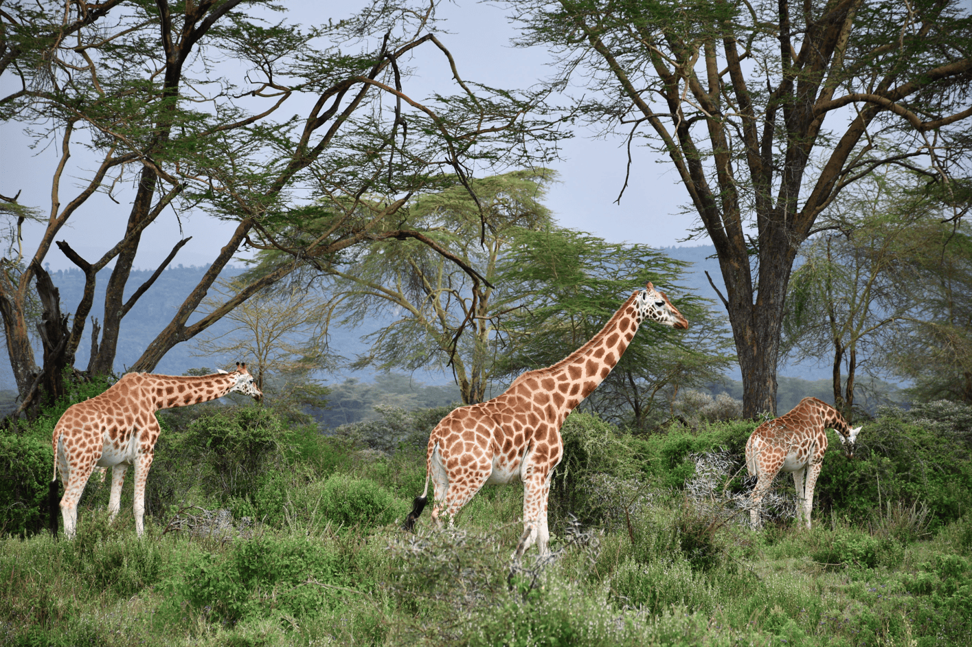 Mid-range safari at lake Nakuru with cross wild safaris 