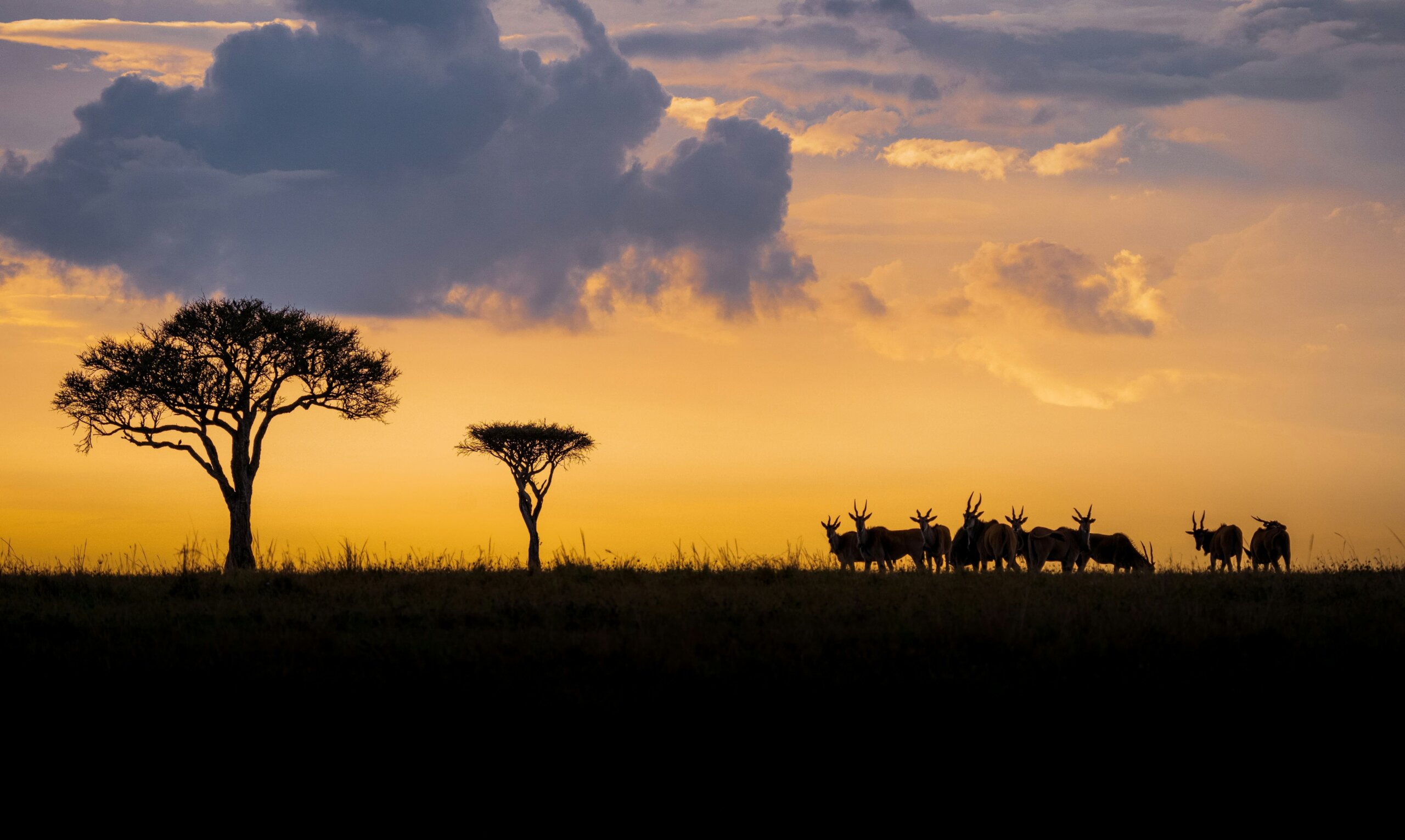 sunrise at masai mara luxury safari