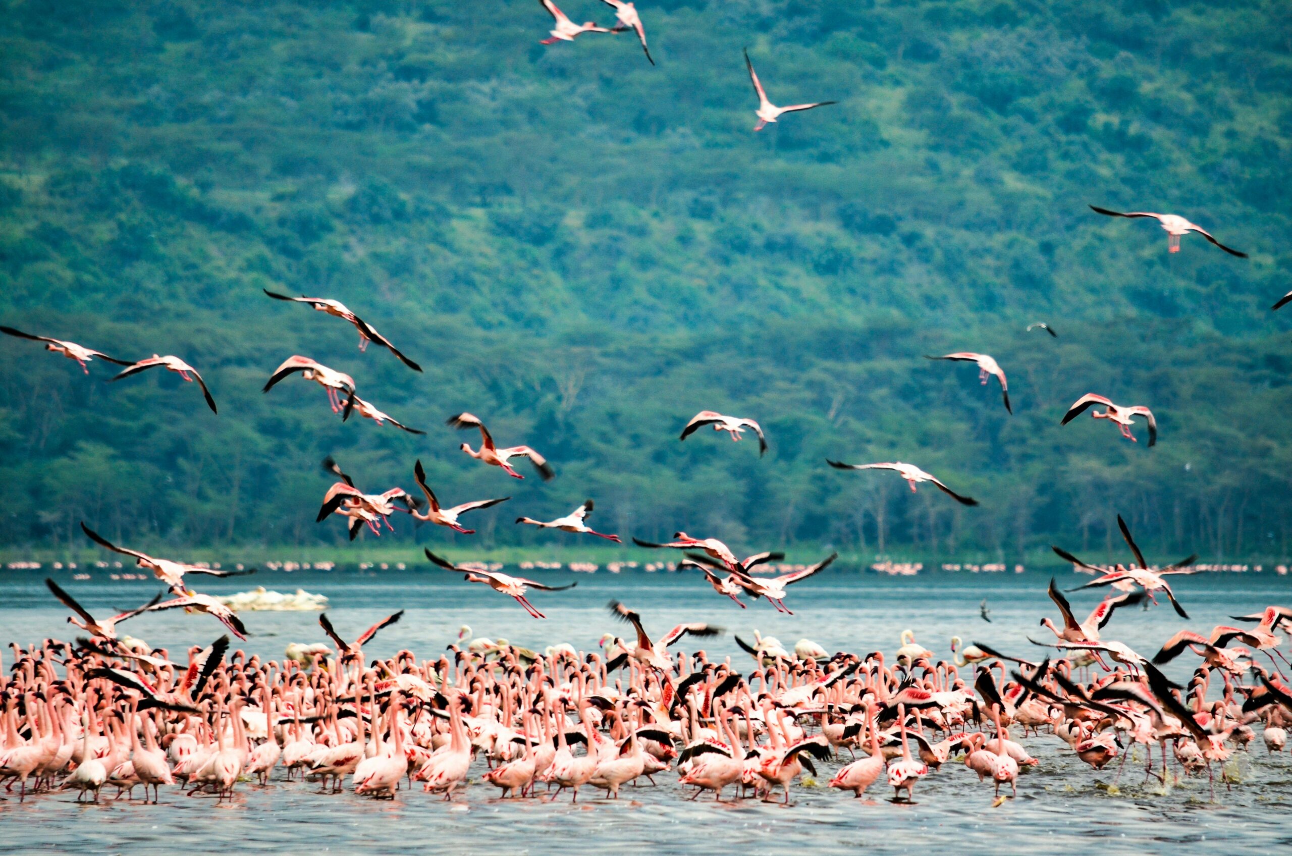 Pink flamingos at lake nakuru national park