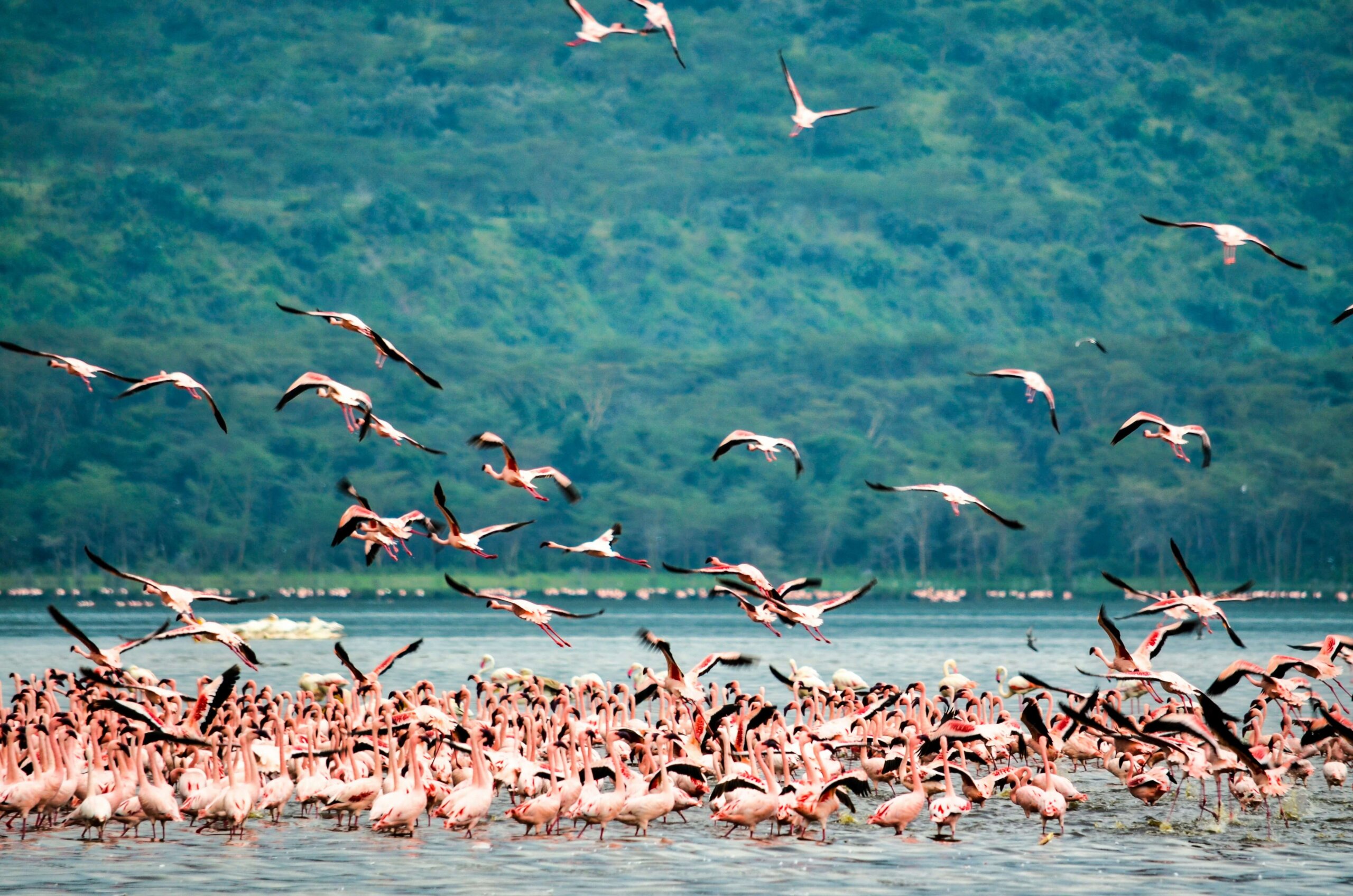 Thousands of pink lesser flamingos feeding on the shores of Lake Nakuru National Park