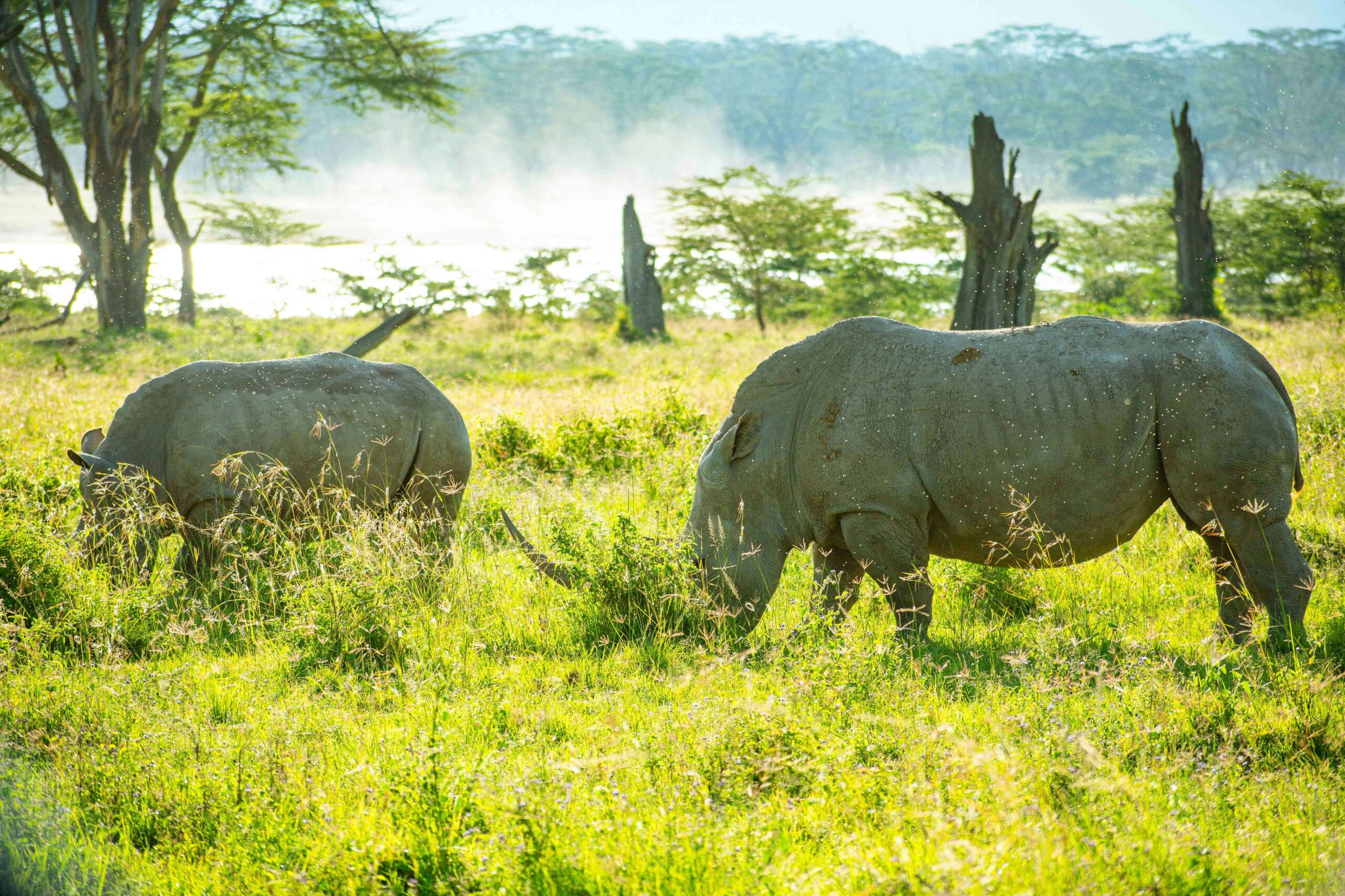 masai mara nakuru budget safari