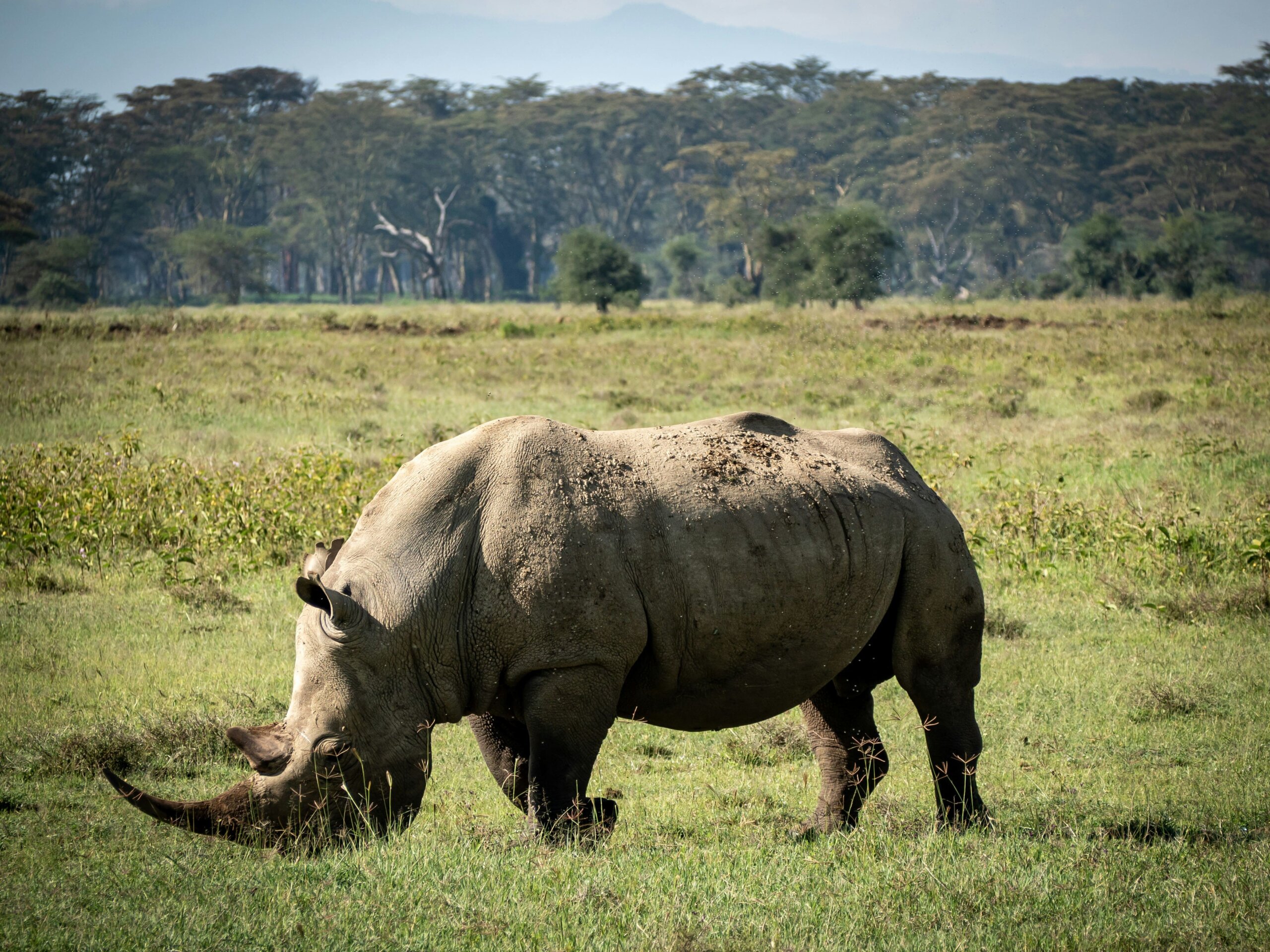 rhino spotted on a safari game drive in lake nakuru 