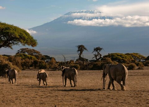 Bush and beach safari with cross wild at Amboseli national park in Kenya