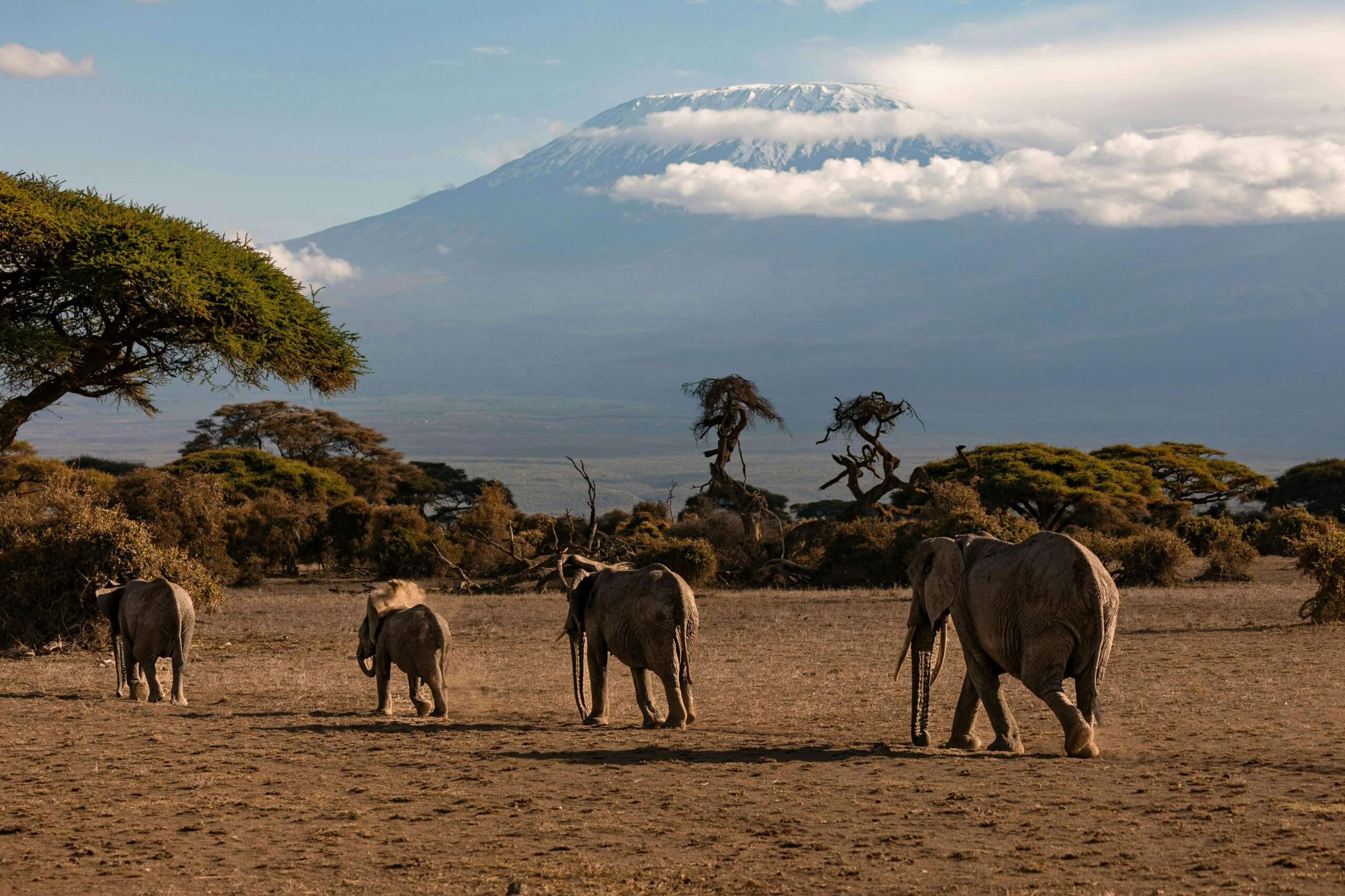 Herd of African elephants with Mount Kilimanjaro in the background, Amboseli National Park