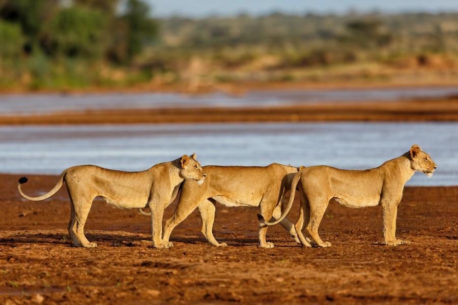 lions roaming in Samburu national reserve in Kenya
