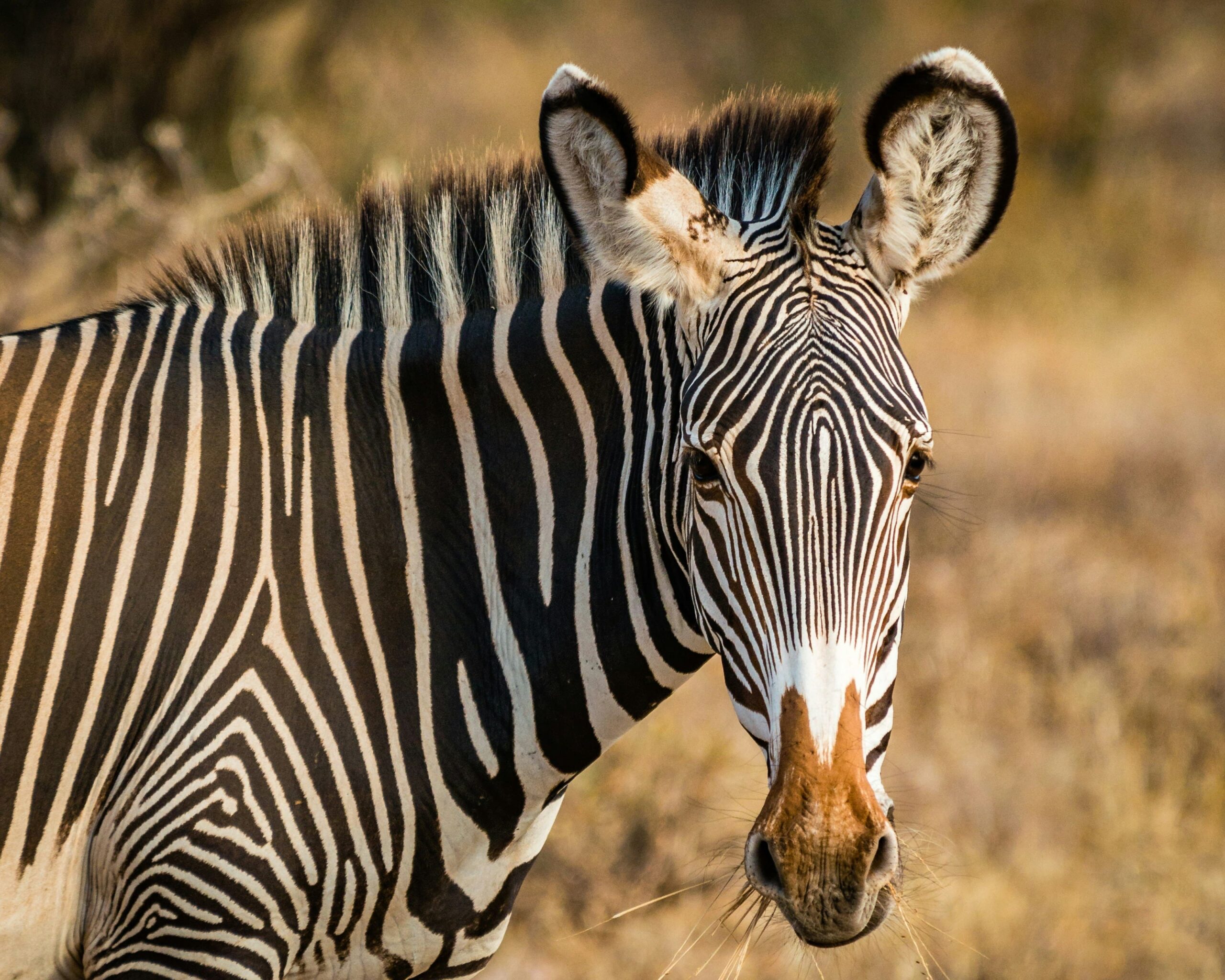 The Grevys Zebra, a member of the samburu rare 5 spotted in samburu national reserver