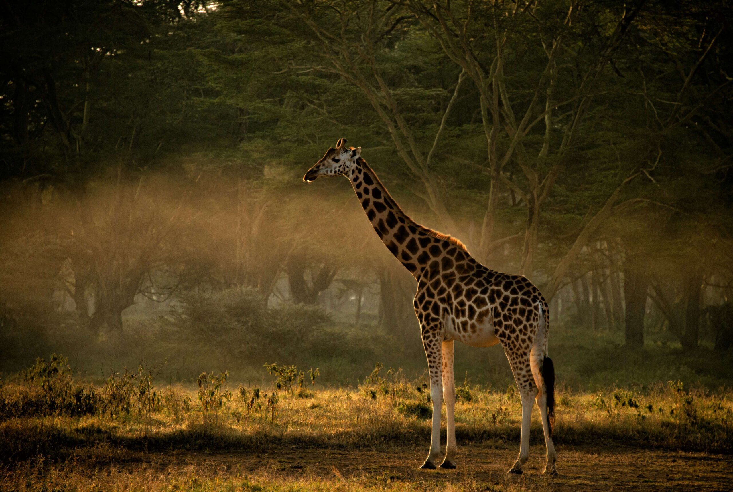 Close-up of a reticulated giraffe, one of the rare species on a Samburu safari - kenya luxury safari