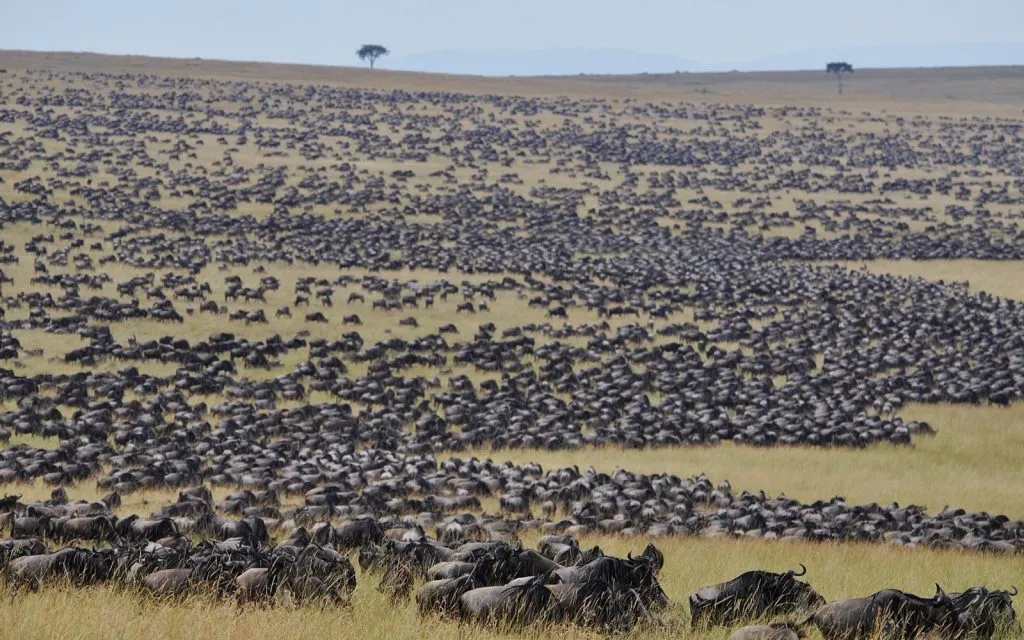 The great migration in masai mara