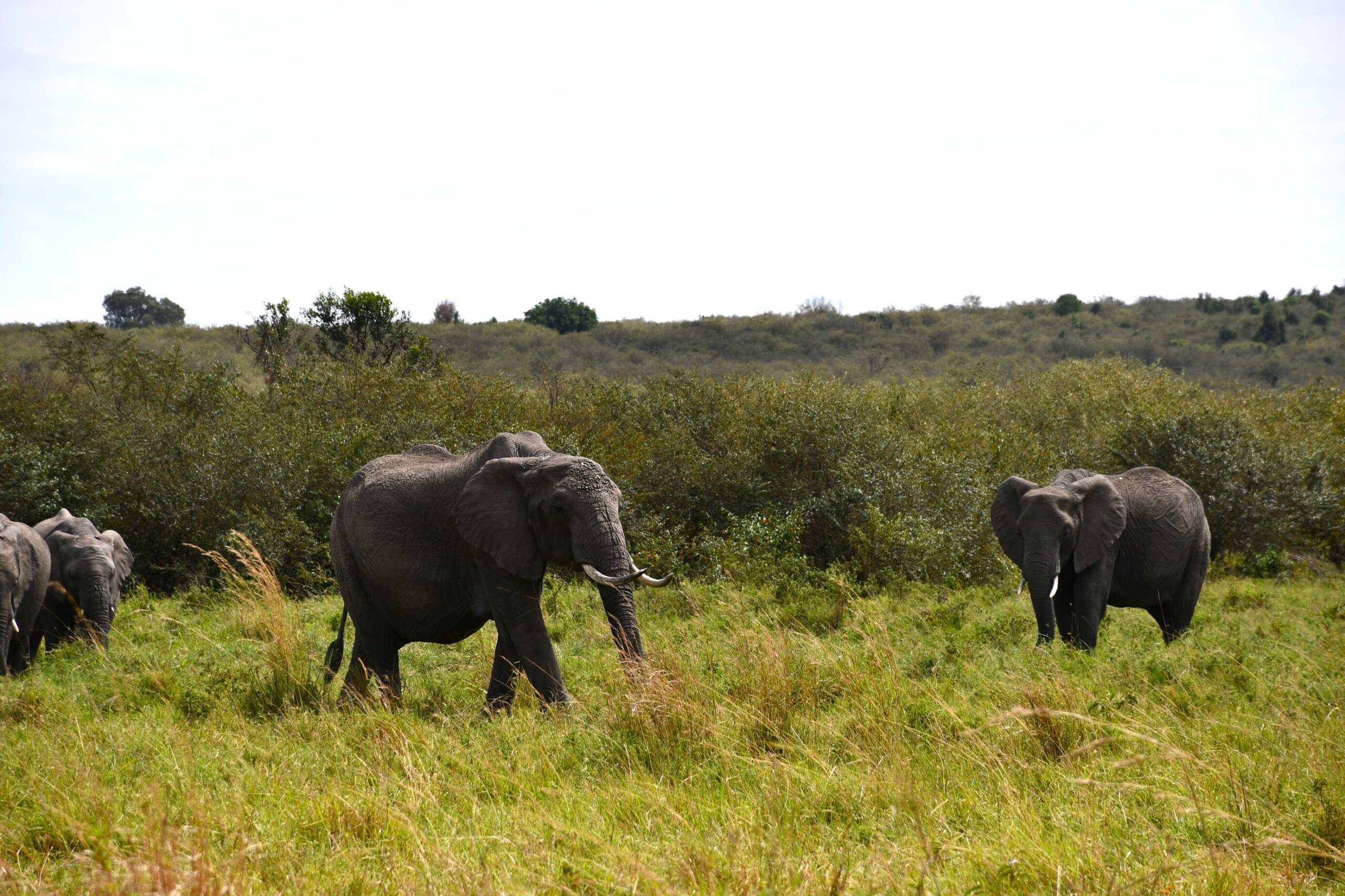 elephants roaming the Masai Mara