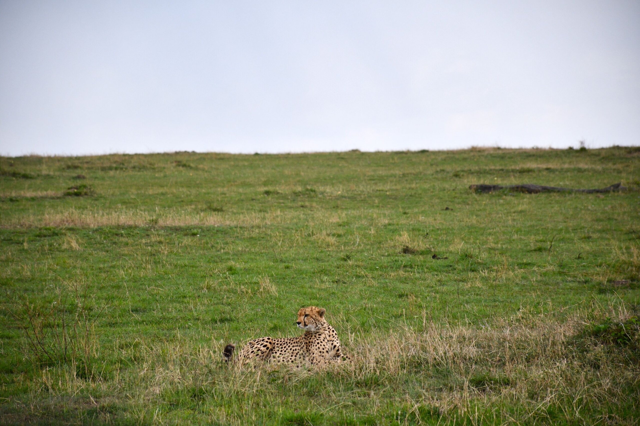 cheetah in Masai Mara
