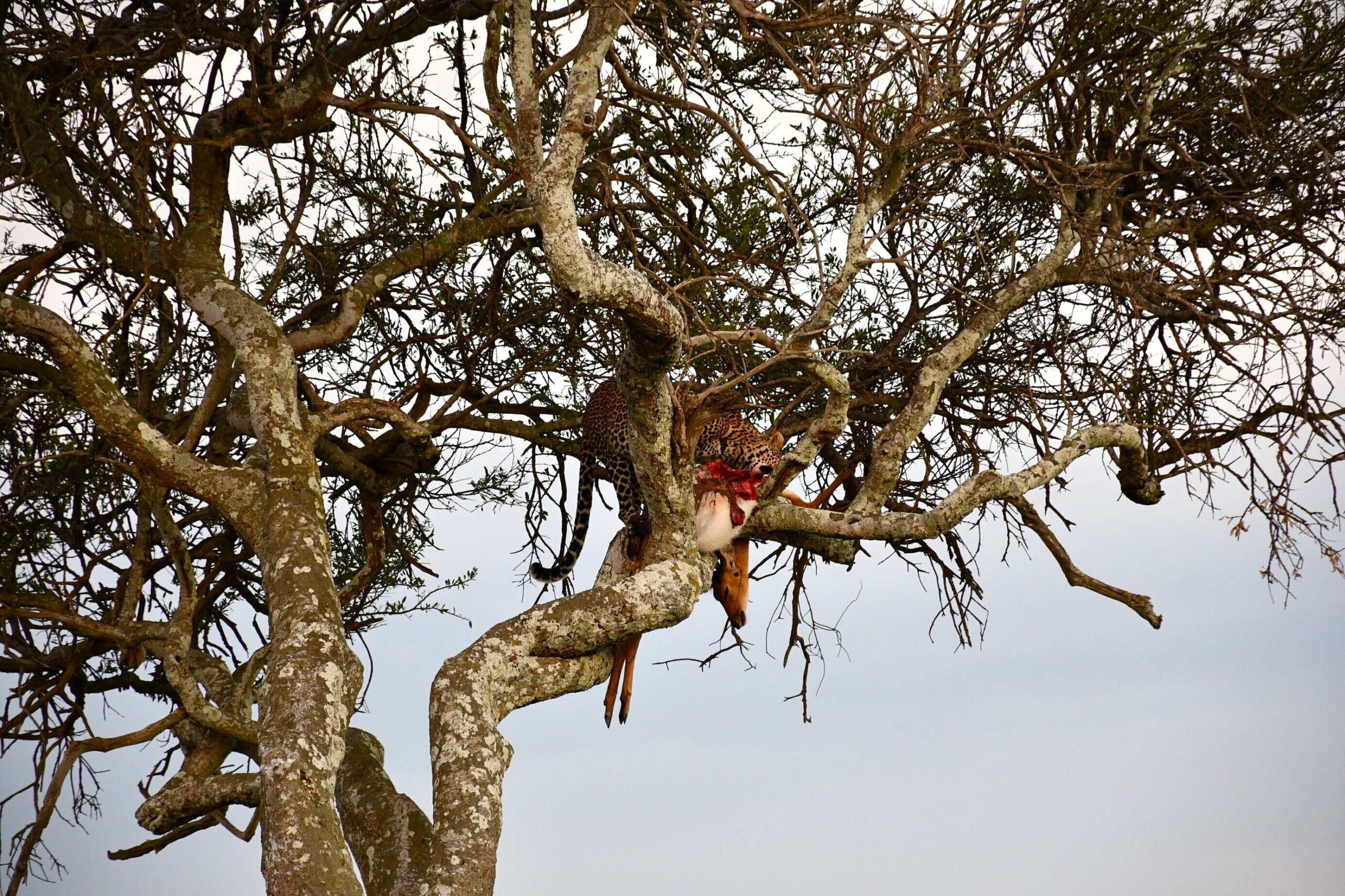 leopards with its prey on top of a tree in Masai Mara