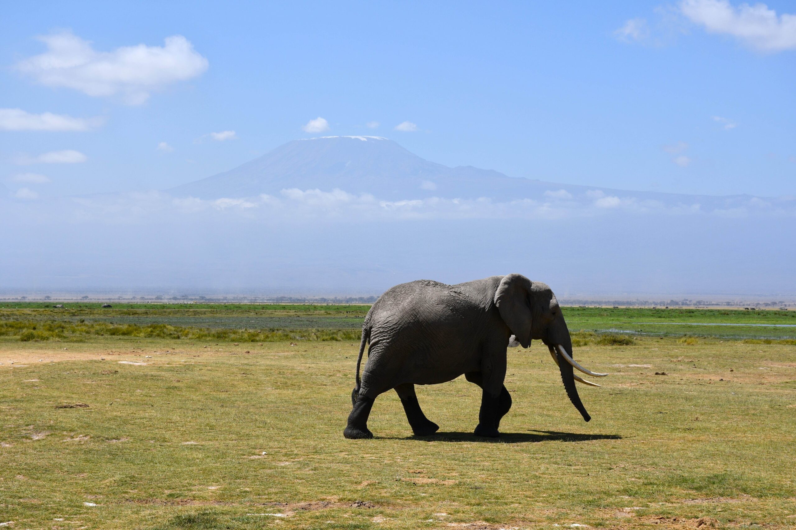 majestic Elephant with mount Kilimanjaro backdrop