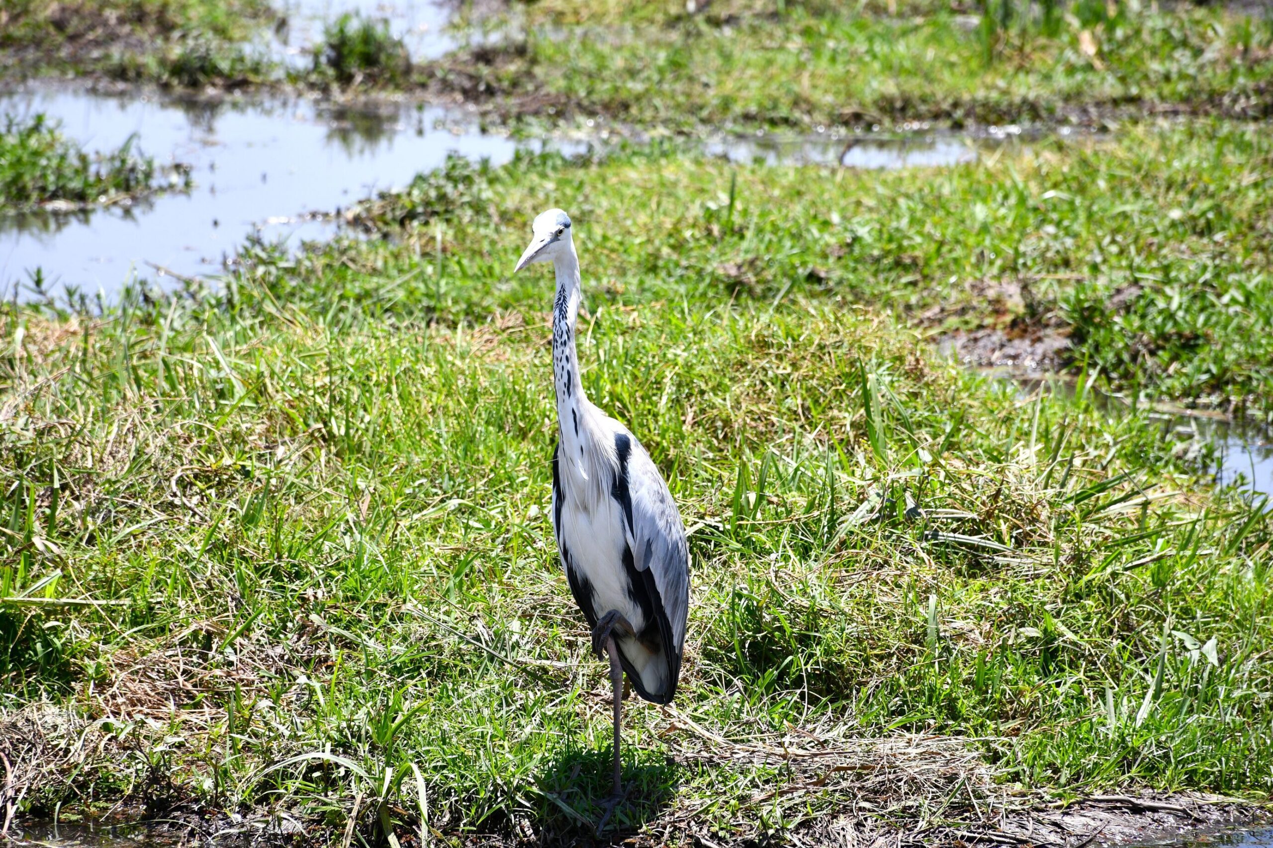 grey heron in Amboseli