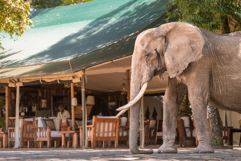 governors camp in Masai Mara crosswild safaris