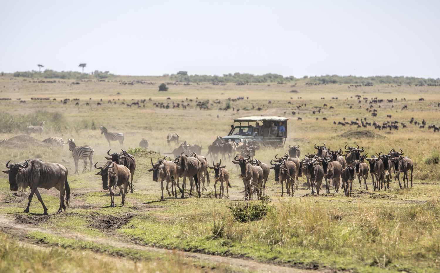 Animals In Masai mara