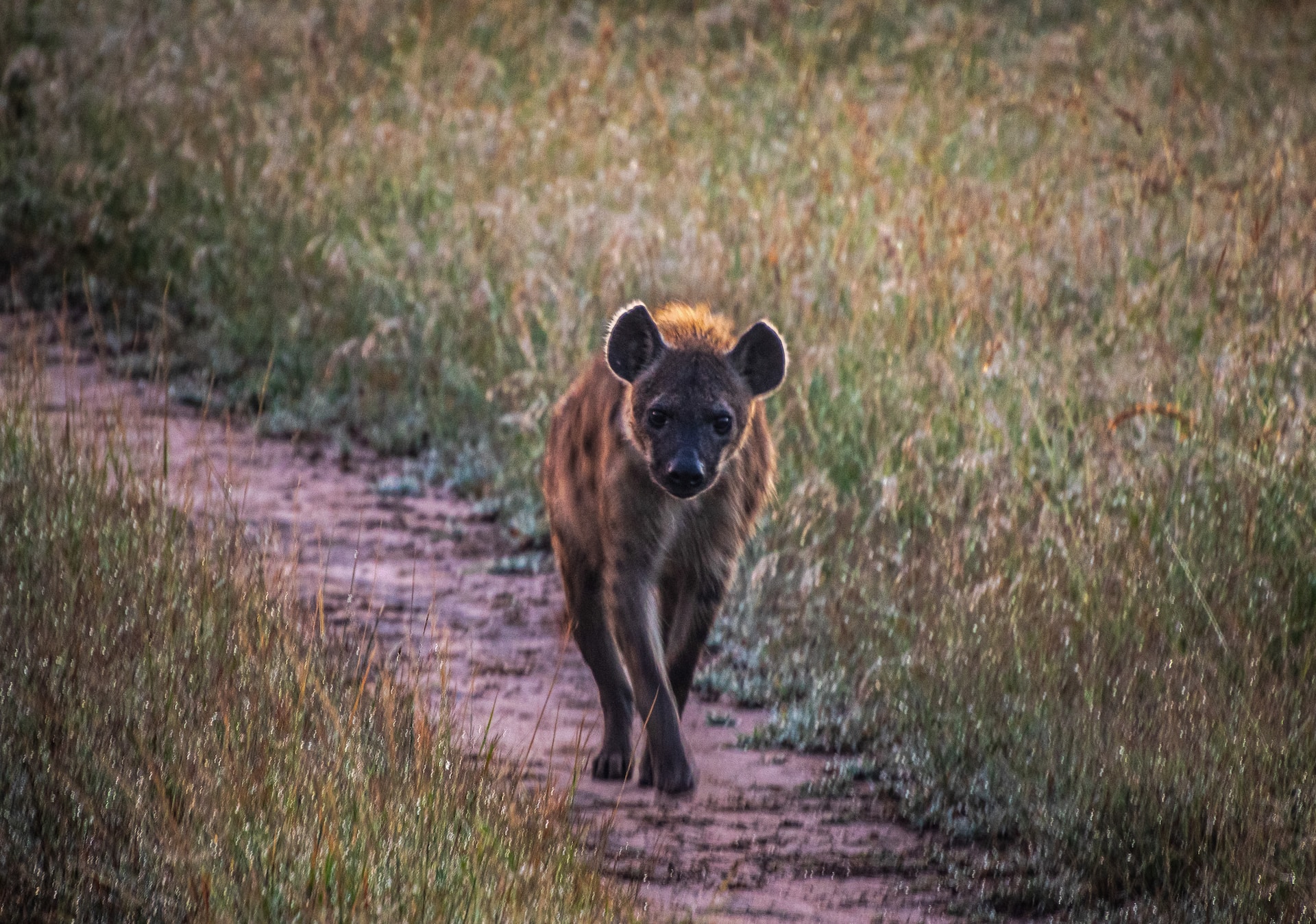 hyena in masai mara