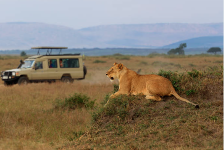 LION SIGHTING AT NABOISHO CONSERVANCY IN KENYA