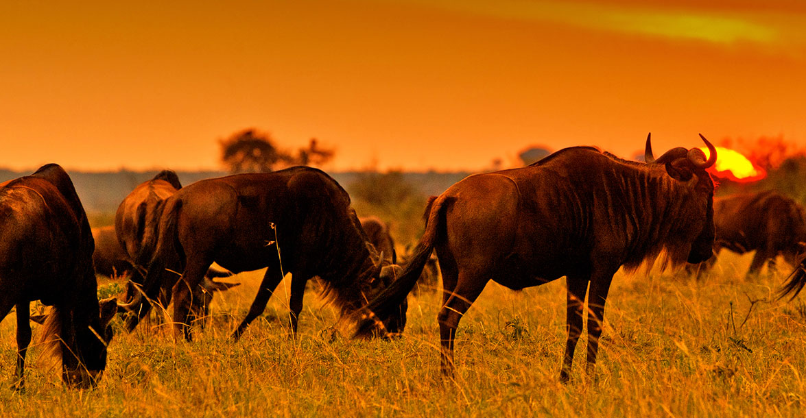 Naboisho conservancy Wildebeest migration in Kenya with cross wild safaris