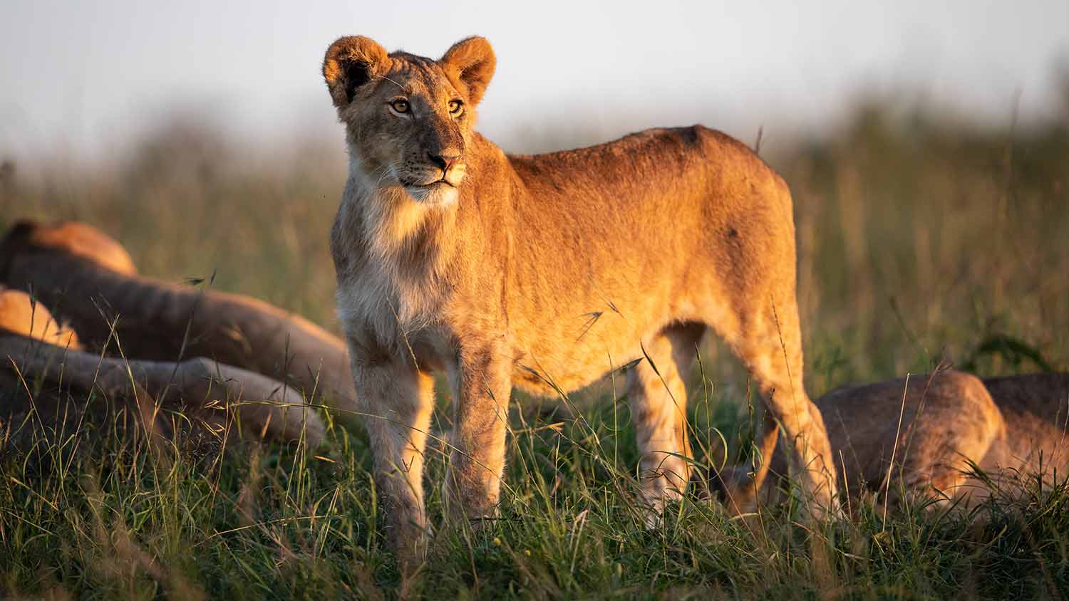 lion one of the big five spotted at Masai Mara national reserve with cross wild safaris