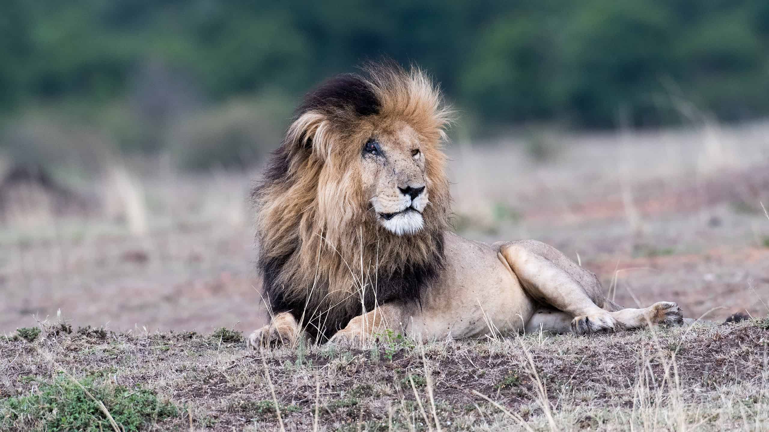 scarface lion of masai mara