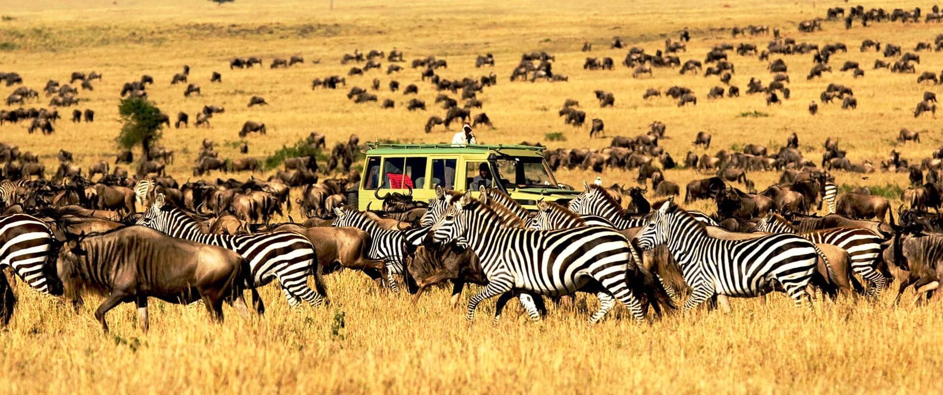 Serengeti national park in Tanzania