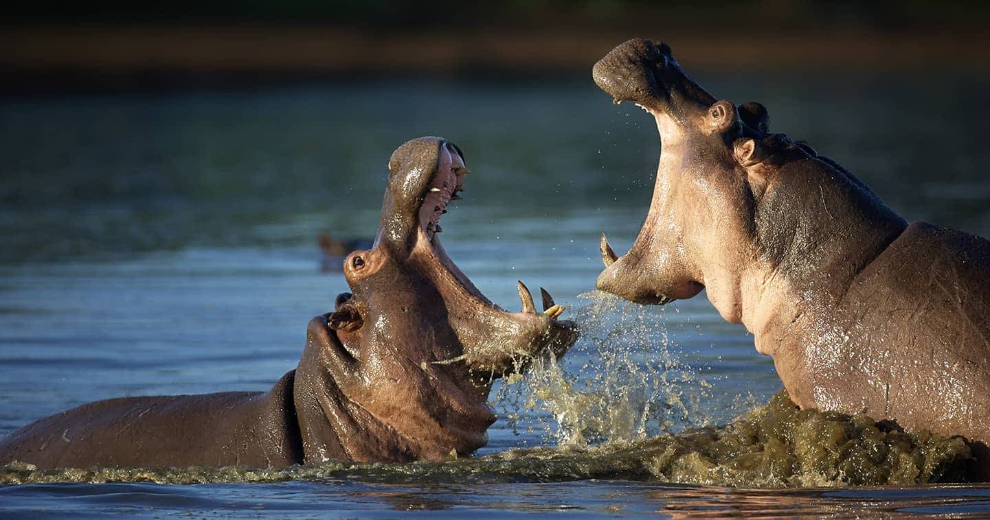hippos in Masai mara