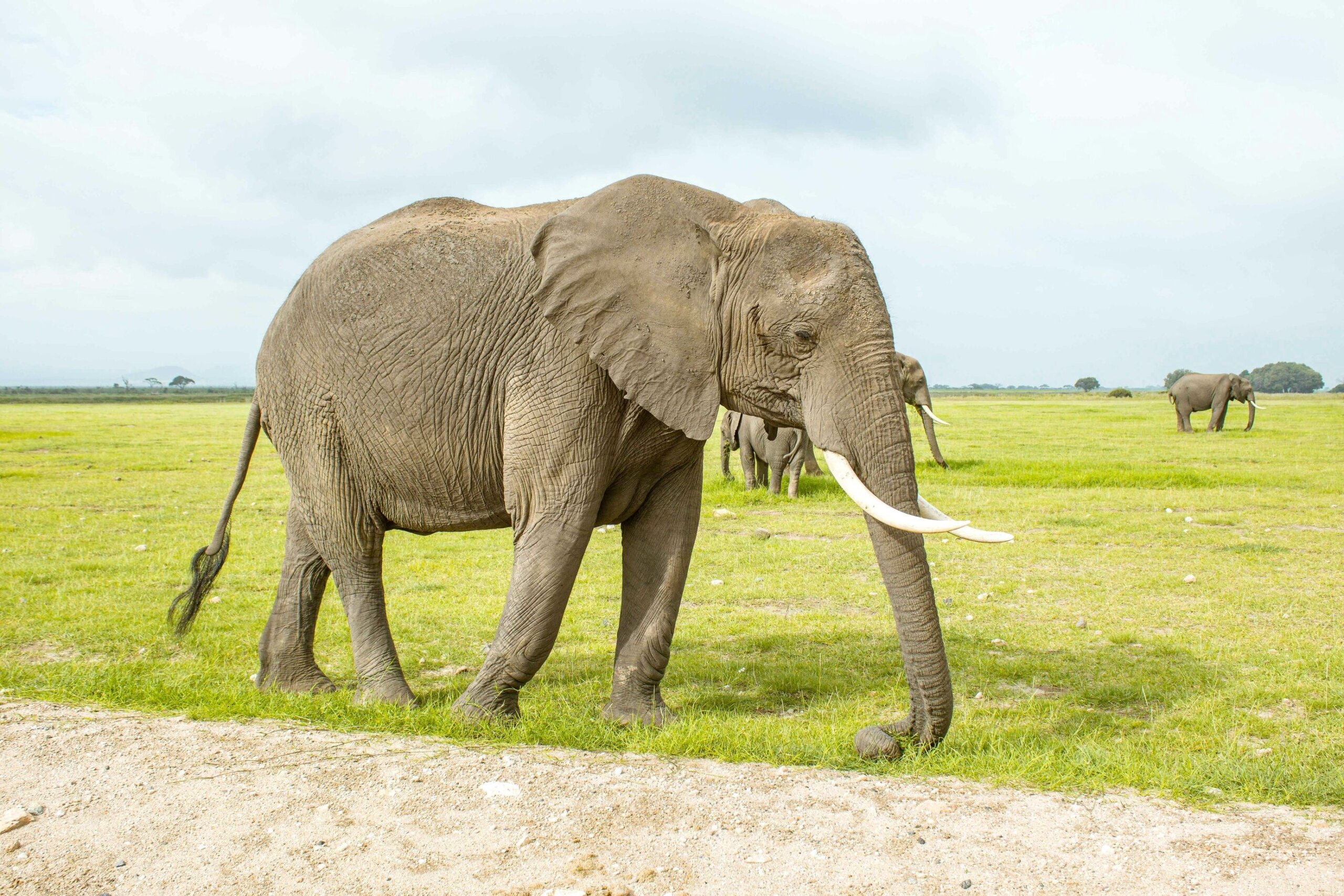 Amboseli National Park
