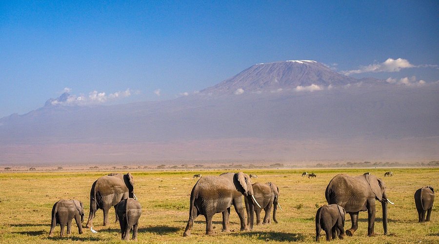 elephants in amboseli national park with a backdrop of mount kilimankjaro