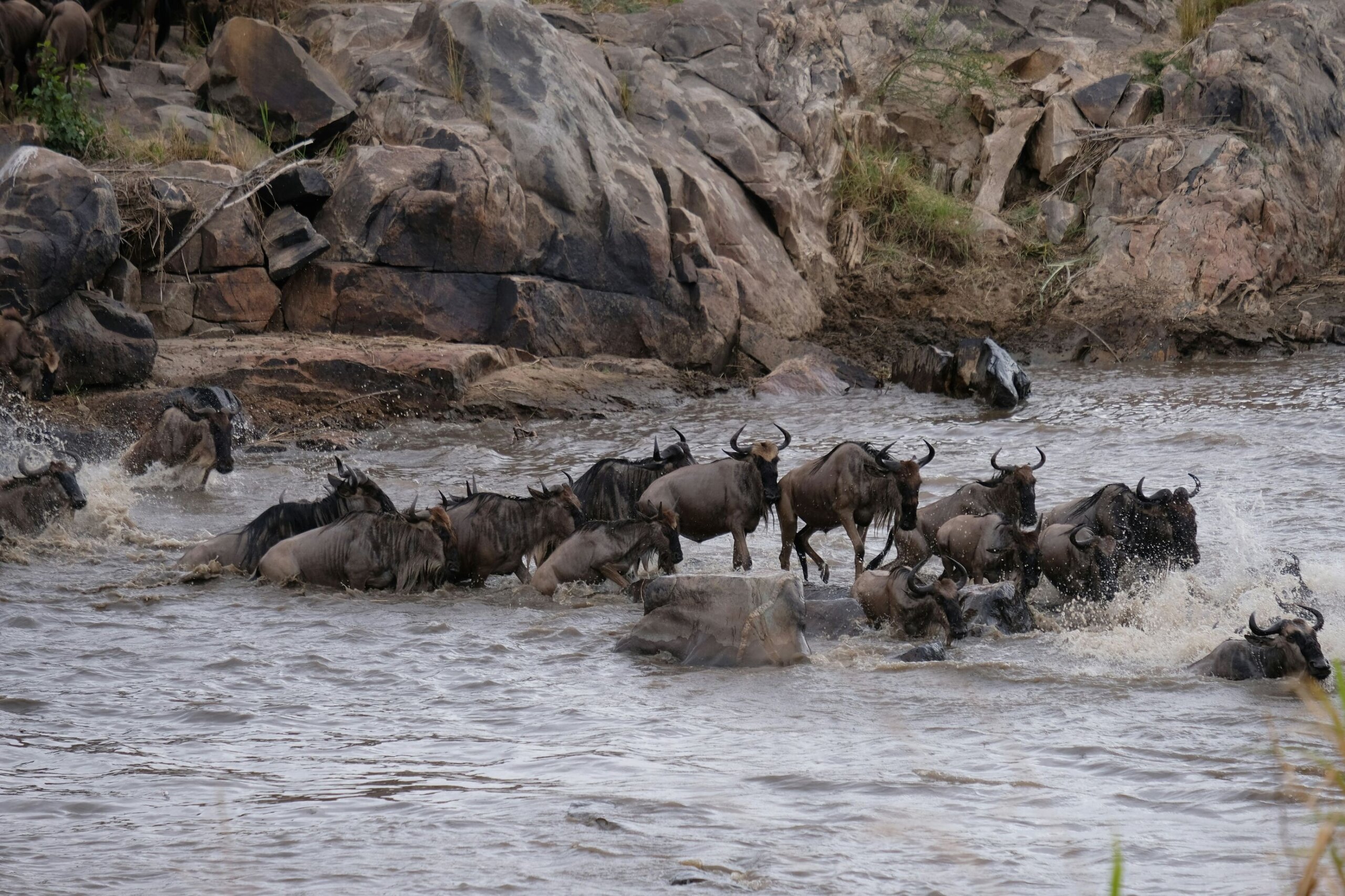 The great migration in Masai Mara in Kenya And Serengeti in Tanzania