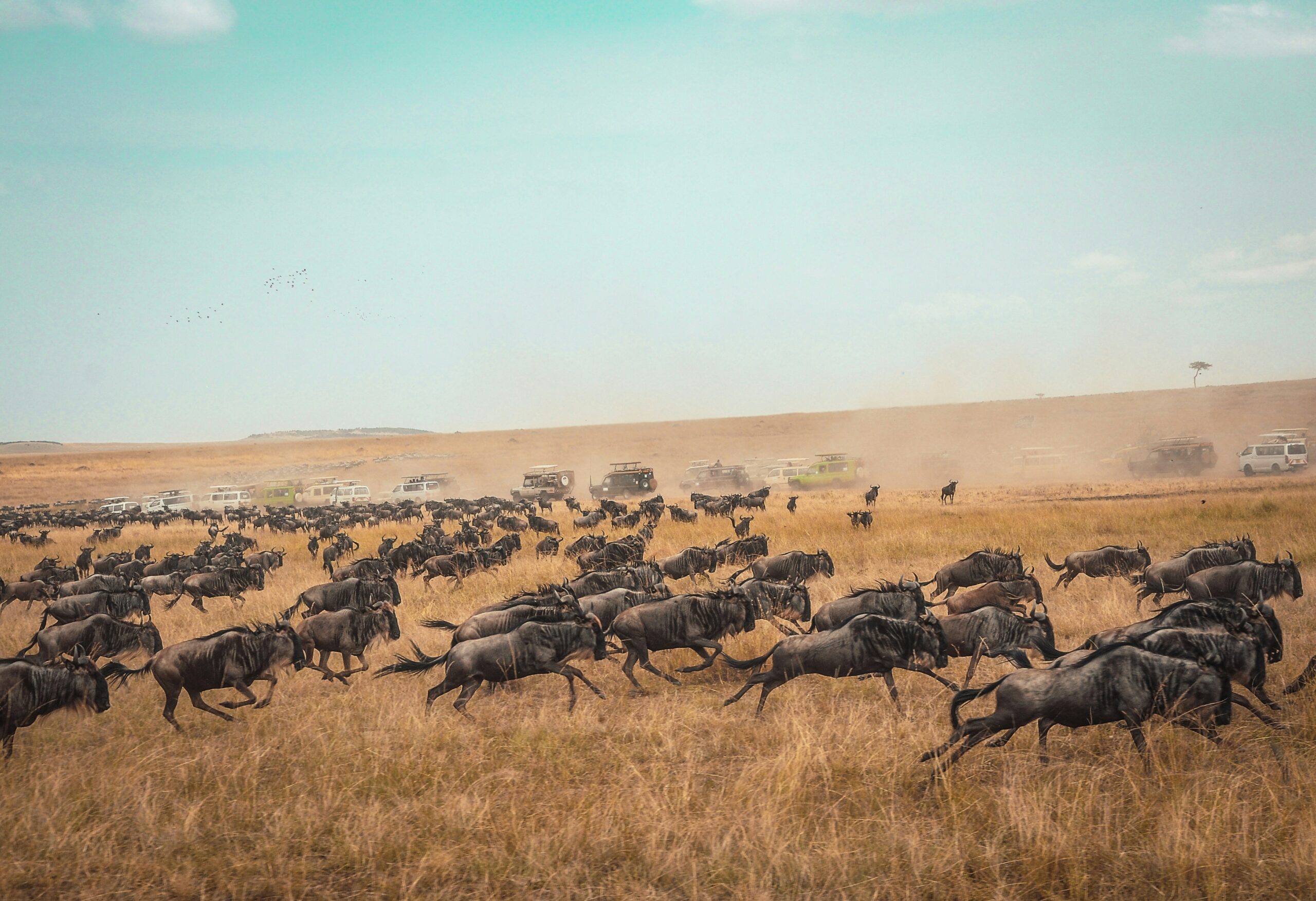 Wildebeest traversing Masai Mara National Reserve, Kenya during the Great Migration