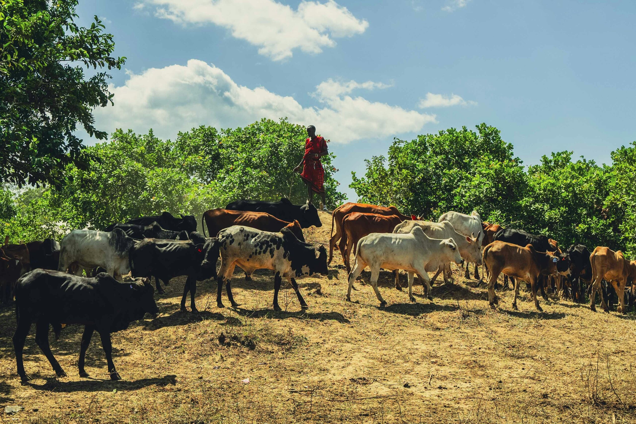 Maasai worrior looking after cattle