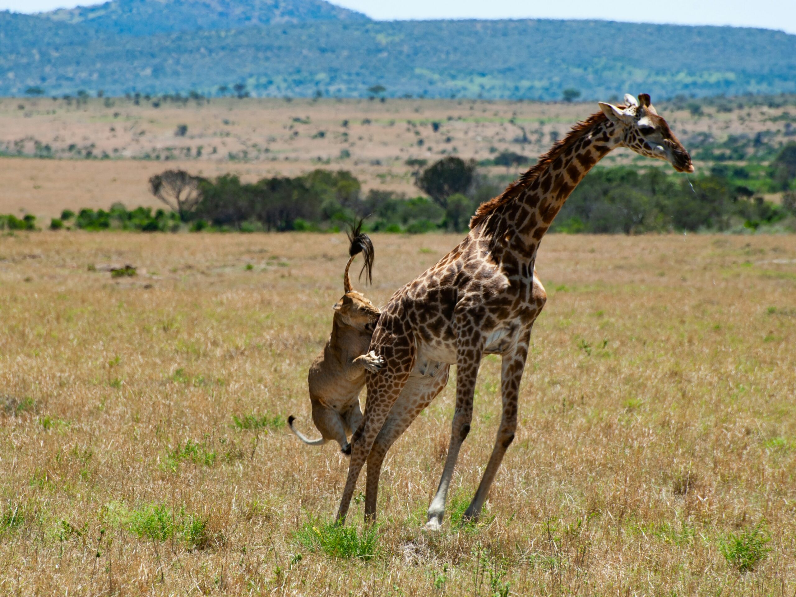 Lion preying on a giraffe in Masai Mara