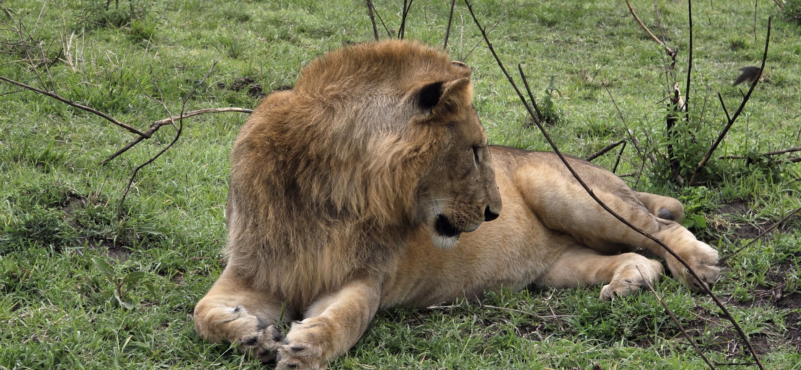 Majestic lion resting on grass.