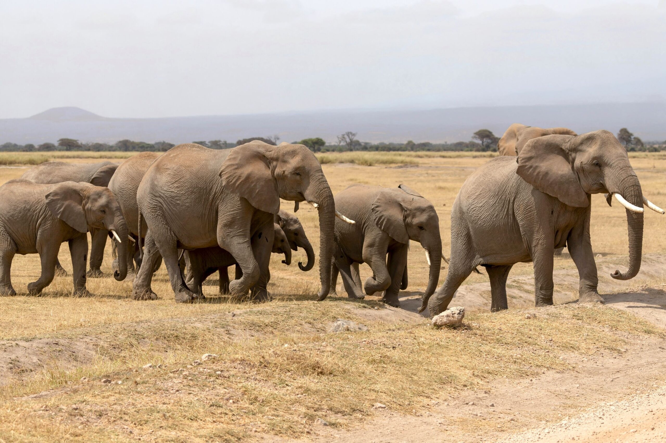 elephant one of the big five animal in Kenya with cross wild safaris 