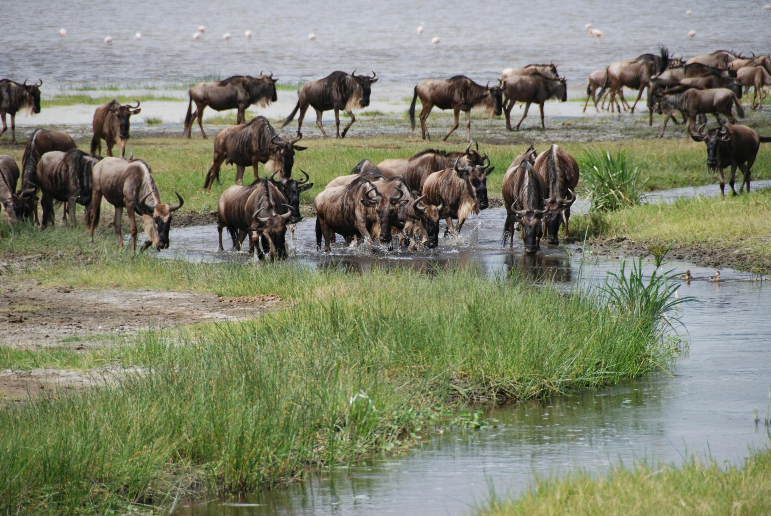 great wildebeests of masai mara