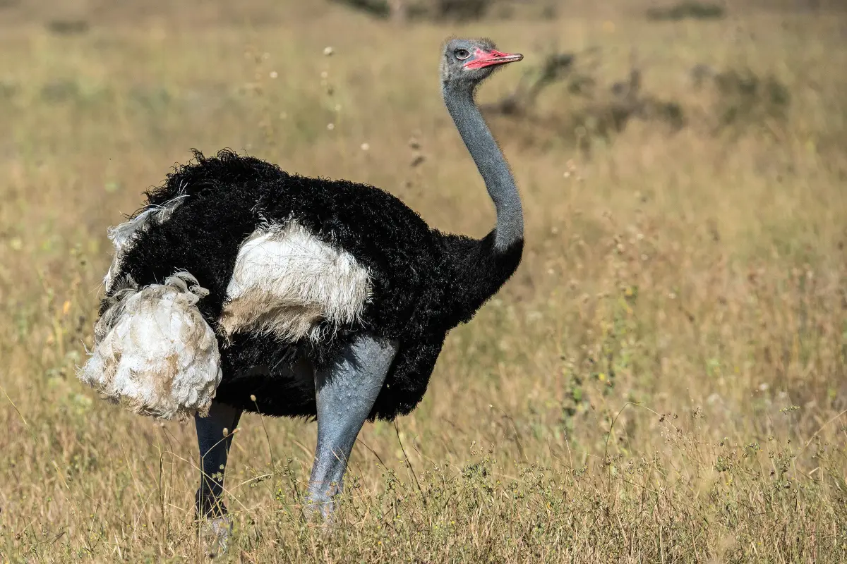 the rare beautiful blue skinned ostrich of Samburu national reserve