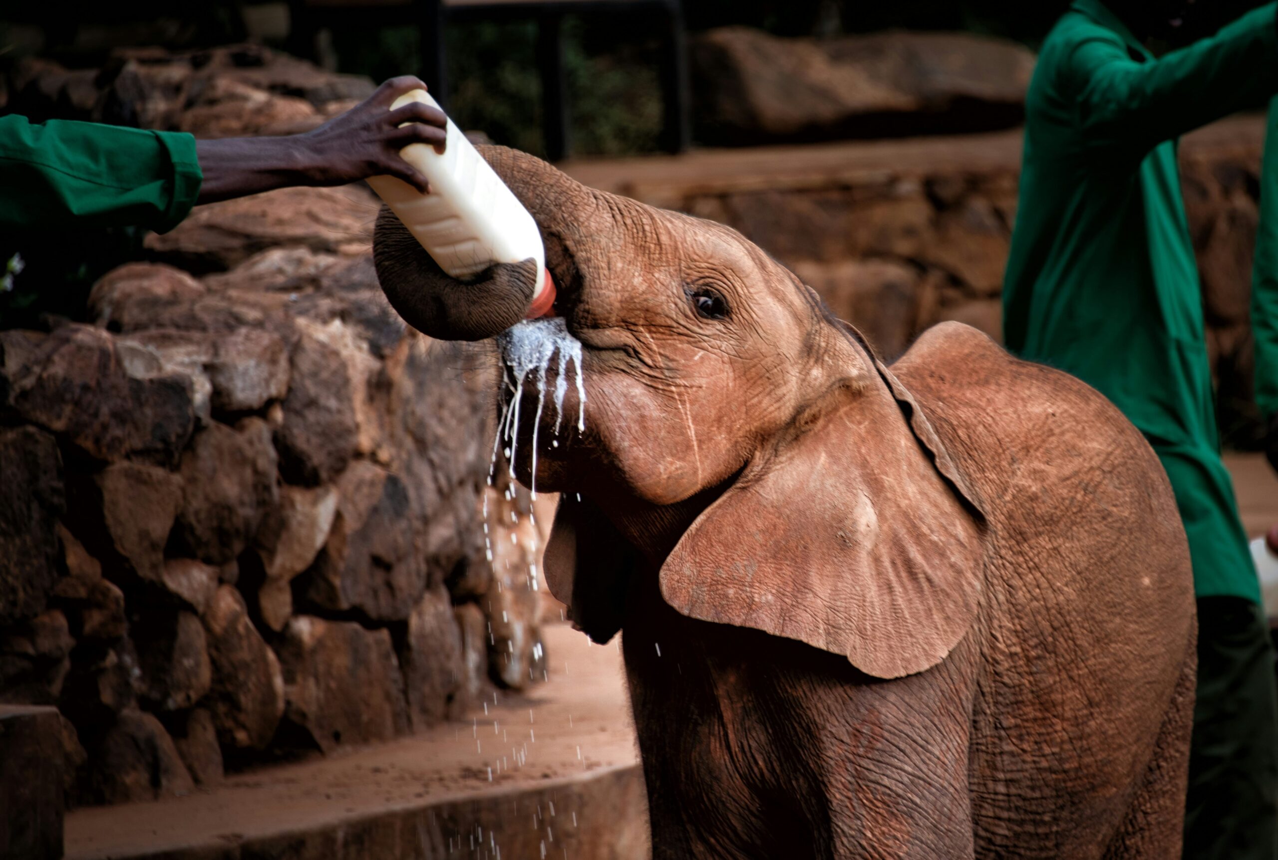 Orphaned baby elephants playing and feeding at Sheldrick Wildlife Trust in Nairobi, Kenya